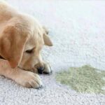  Pet Stain Removal Tips for Kenyan Homes: Keep Your Carpets & Sofas FreshThings to know choosing a cleaning service.