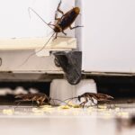 What Exactly Is a Cockroach Infestation?