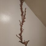 Termite Control: How to Identify, Prevent, and Eliminate Termites Before They Destroy Your Home
