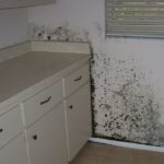 Mold, Mildew & Your Walls: How Unseen Growth Can Affect Air Quality and Health