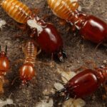 How to Tackle Termites at Home on Your Own: A Homeowner’s Step-by-Step Guide